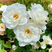 White Perennial Rose Seeds