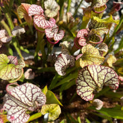 Hybrid Pitcher Seeds