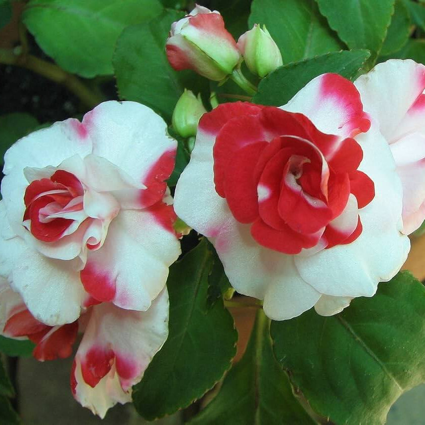 Double Camellia Impatiens Seeds