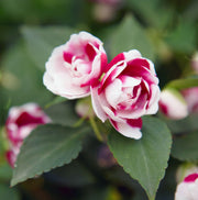 Double Camellia Impatiens Seeds