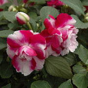 Double Camellia Impatiens Seeds