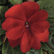 Guinea Impatiens Seeds