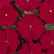 Guinea Impatiens Seeds