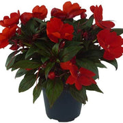 Guinea Impatiens Seeds