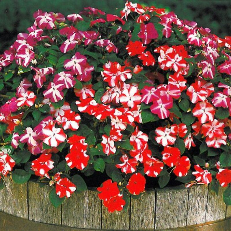 Impatiens Seeds – Impatiens walleriana