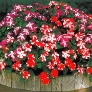 Impatiens Seeds – Impatiens walleriana
