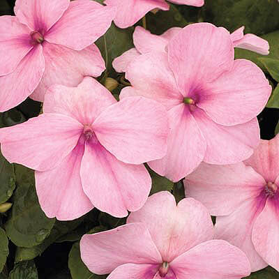 Pink Impatiens Seeds