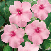 Pink Impatiens Seeds