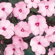 Pink Impatiens Seeds