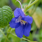 Sun and Shade Scarlet Impatiens Seeds