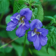 Sun and Shade Scarlet Impatiens Seeds