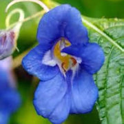 Sun and Shade Scarlet Impatiens Seeds