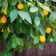Improved Meyer Lemon Seeds