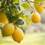 Improved Meyer Lemon Seeds