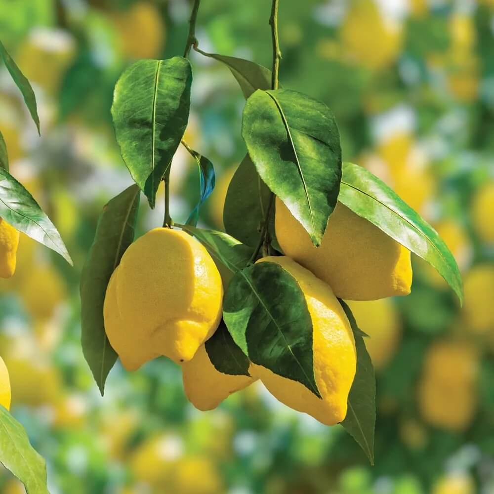 Improved Meyer Lemon Seeds