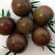 Brown Tomato Seeds