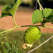 Indian Gourd Seeds