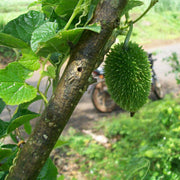 Indian Gourd Seeds