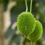 Indian Gourd Seeds