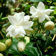 Indian Jasmine Seeds - Flower Plant
