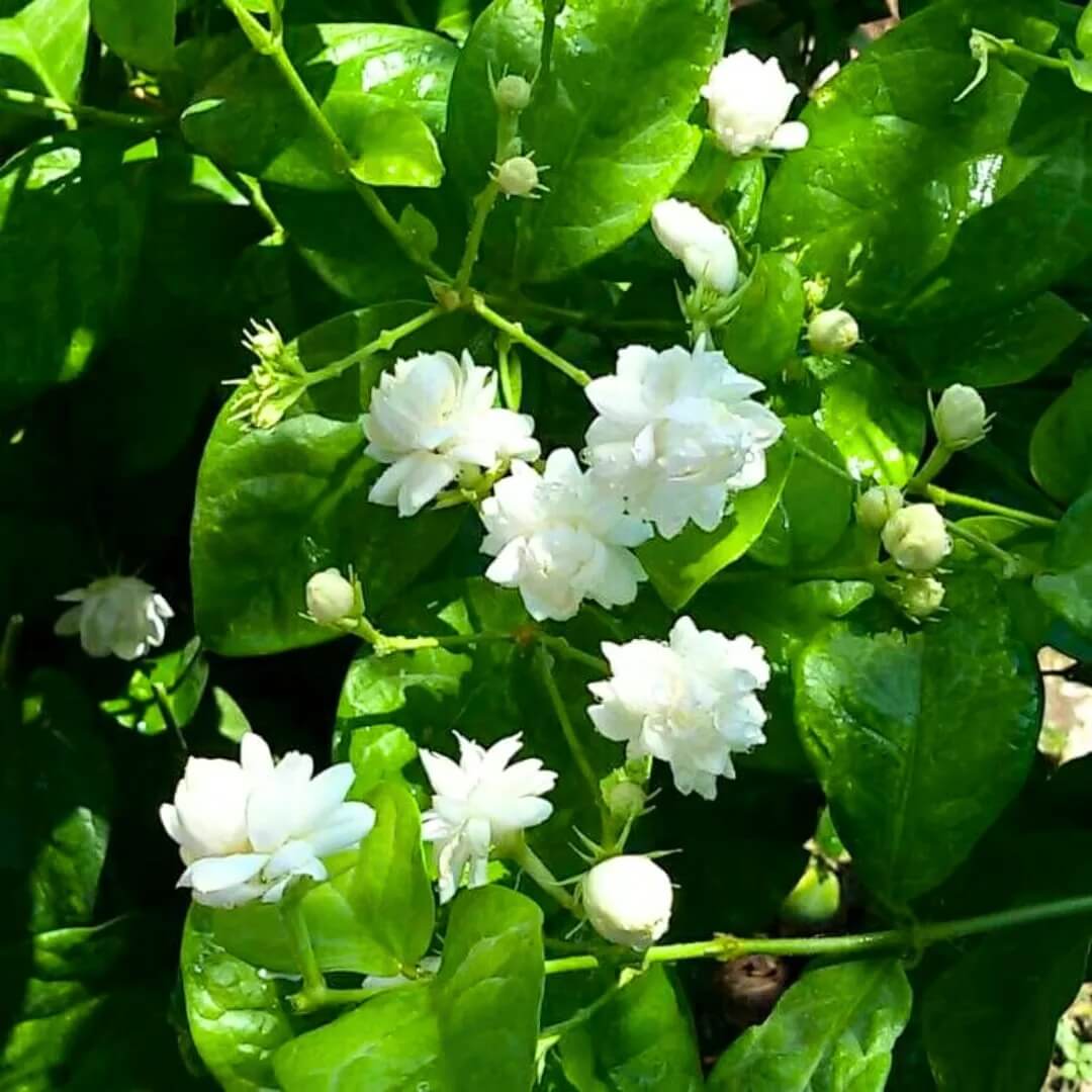 Indian Jasmine Seeds - Flower Plant