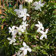 Indian Jasmine Seeds - Flower Plant