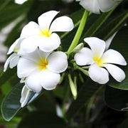 Indian Jasmine Seeds - Flower Plant