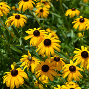 Black Eyed Susan Seeds – Rudbeckia hirta