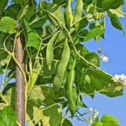 Indigenous Bean Seeds