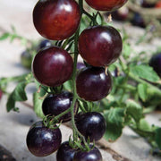Indigo Rose Tomato Seeds