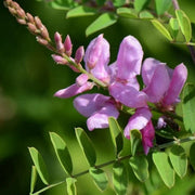 Flowering Indigo Seeds