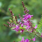 Flowering Indigo Seeds