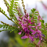 Flowering Indigo Seeds