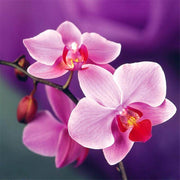 Phalaenopsis Orchid Seeds