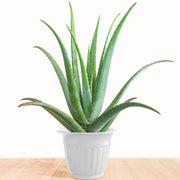 Aloe Vera Seeds, Aloe barbadensis miller