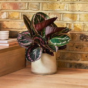 Indoor Calathea Seeds