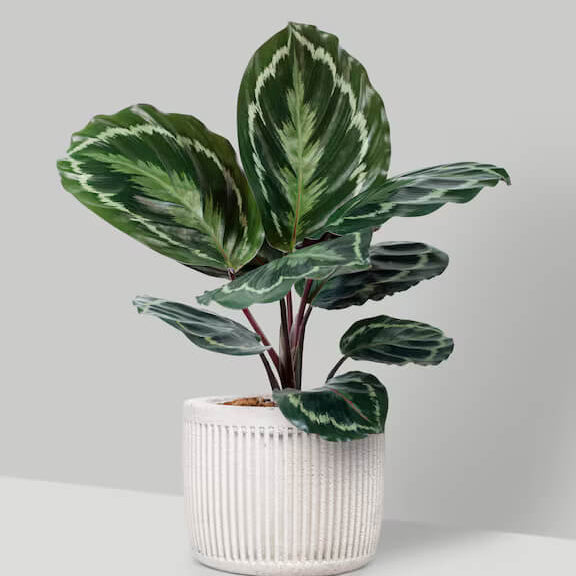Indoor Calathea Seeds