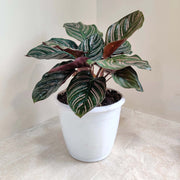 Indoor Calathea Seeds