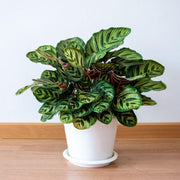 Indoor Calathea Seeds