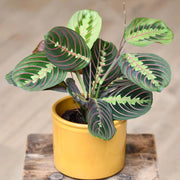 Indoor Calathea Seeds