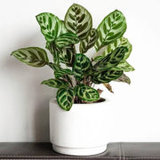 Indoor Calathea Seeds