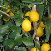 Indoor Fruit Bearing Lemon Seeds
