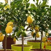 Indoor Lemon Seeds