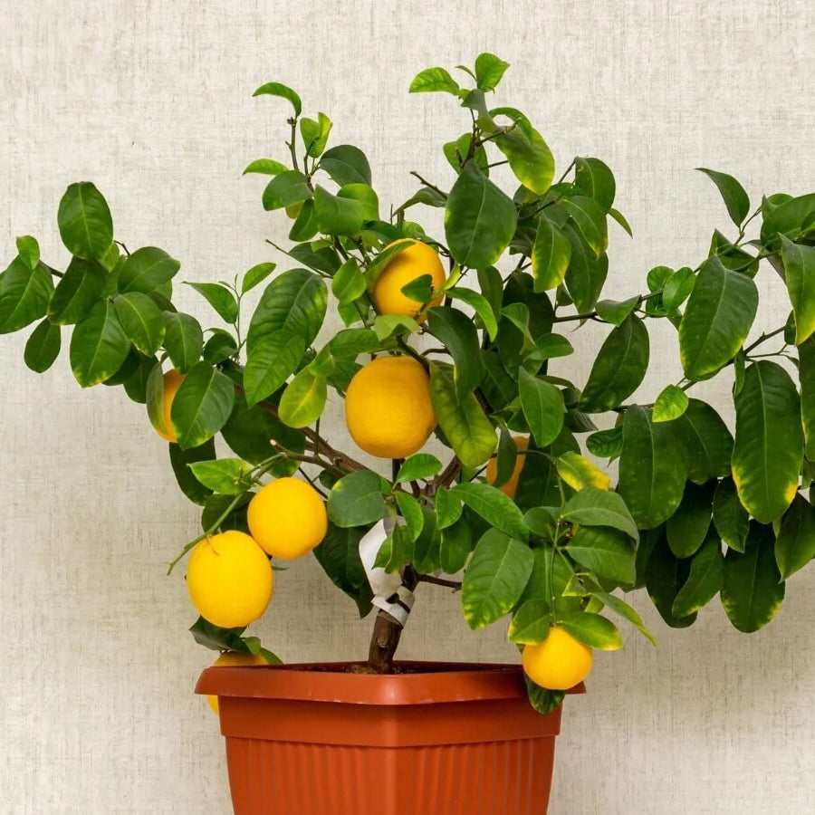 Indoor Lemon Seeds
