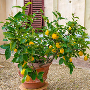 Indoor Lemon Seeds