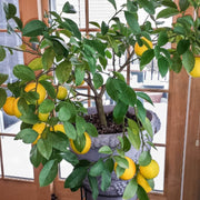 Indoor Lemon Seeds