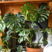 Indoor Monstera Plant Seeds - Tropical Ornamental Houseplant Seeds for Planting