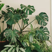 Indoor Monstera Plant Seeds - Tropical Ornamental Houseplant Seeds for Planting