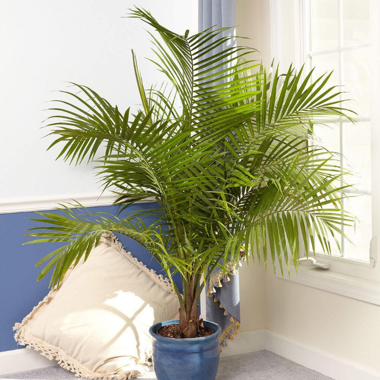 Indoor Palm Plant Seeds - Tropical Ornamental Palm Seeds for Planting
