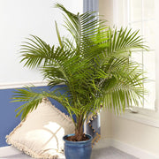 Indoor Palm Plant Seeds - Tropical Ornamental Palm Seeds for Planting